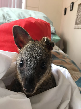 Ashy the Swamp Wallaby